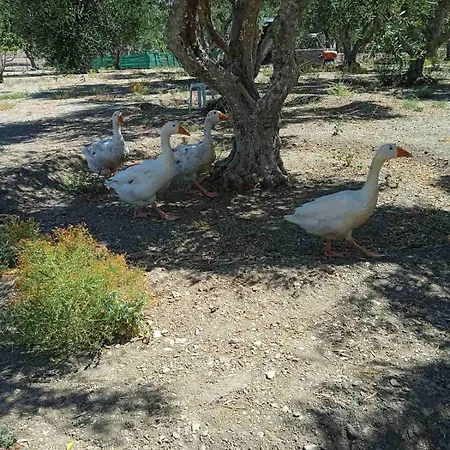 Elaiokipos Astra